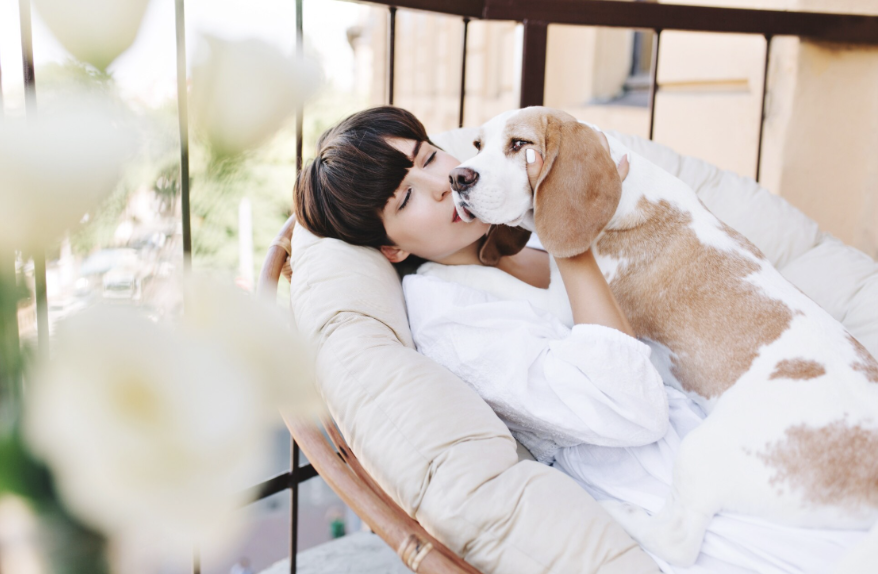 What to Know Before Booking a Pet-Friendly Hotel in Dubai or Abu Dhabi