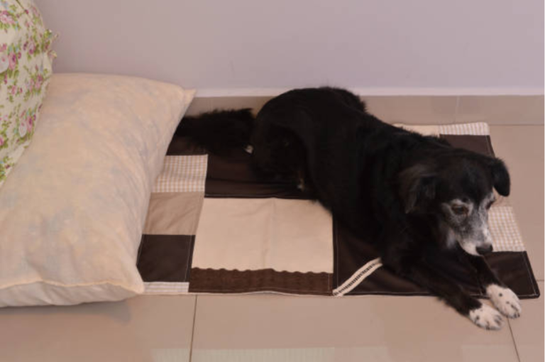 Dog Mattress for Sale: The Ultimate Guide to Choosing the Perfect Sleep Solution for Your Pet 